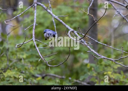 The Blue jay (Cyanocitta cristata) in flight Stock Photo