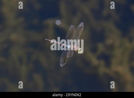 Lesser Emperor Dragonfly male in flight - Anax parthenope Stock Photo