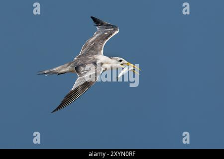 greater crested tern (Thalasseus bergii, Sterna bergii), juvenile in flight, with caught fish in the beak, Oman, Al Qurm Stock Photo