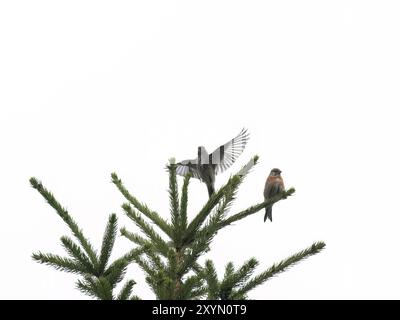 A pair of linnets sitting on a spruce tree, the female flies up and spreads her wings Stock Photo