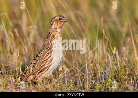 common quail (Coturnix coturnix), male standing on grass, Italy, Umbria Stock Photo