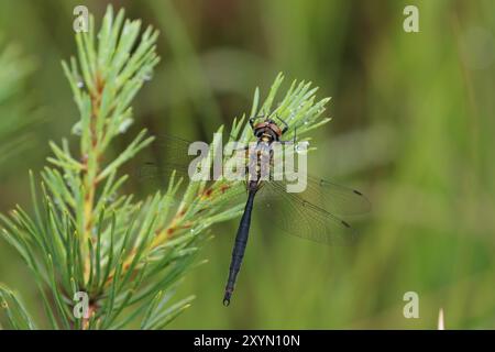 Northern Emerald or Moorland Emerald Dragonfly male resting on pine tree - Somatochlora arctica Stock Photo