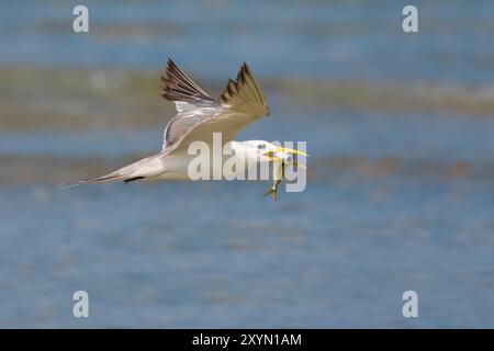 greater crested tern (Thalasseus bergii, Sterna bergii), in flight over the sea, with a caught fish in its beak, Oman, Al Qurm Stock Photo