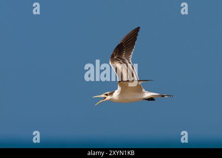 greater crested tern (Thalasseus bergii, Sterna bergii), juvenile in flight, calling, Oman, Al Qurm Stock Photo