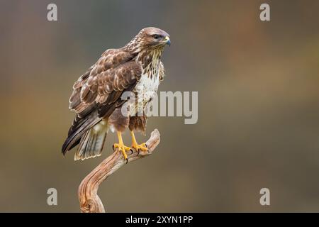 Eurasian buzzard, common buzzard (Buteo buteo), perching on a branch, side view, Italy, Tuscany Stock Photo