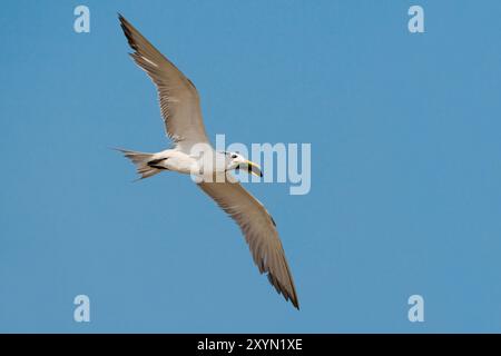 greater crested tern (Thalasseus bergii, Sterna bergii), juvenile in flight, Oman, Al Qurm Stock Photo