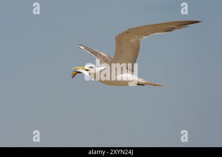 greater crested tern (Thalasseus bergii, Sterna bergii), in flight with fish in its bill in blue sky, Oman, Al Qurm Stock Photo