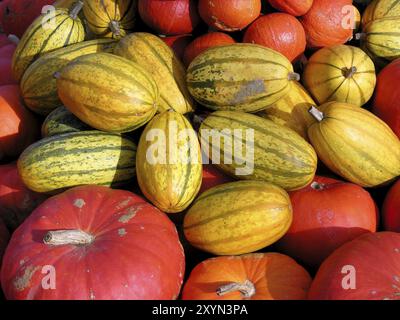 Pumpkins Stock Photo