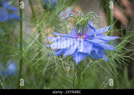 Love-in-a-mist (Nigella damascena) in the garden Stock Photo