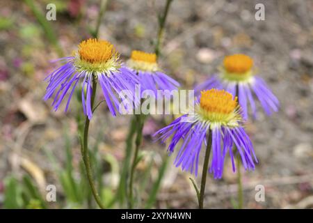 Flieder-Strahlenaster, Aster diplostephioides, Aster diplostephioides, purple summer flower Stock Photo