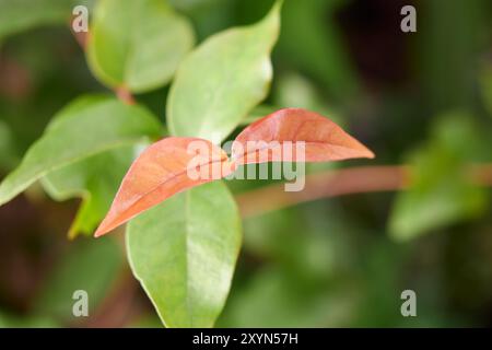 surinam cherry or pitanga fruit tree leaves in close-up, brazilian or cayenne or florida cherry plant reddish color glossy smooth foliage Stock Photo