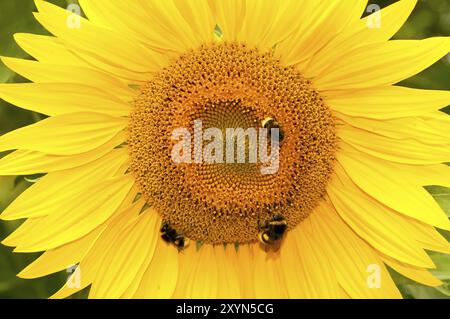 Close up of a sunflower with humble bees Stock Photo