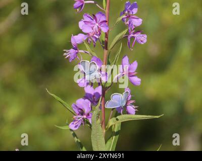 Chamerion angustifolium, Fireweed Idas Blue, Northern Blue, Plebejus idas Stock Photo