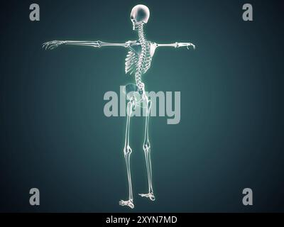 Conceptual image of human skeletal system Stock Photo