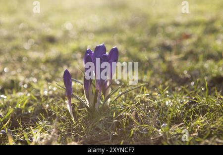 Purple crocus flowers in morning spring sunshine Stock Photo