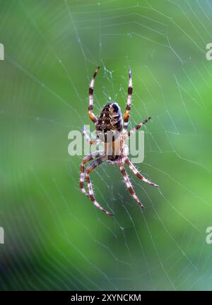 European garden spider climbing in a spider web close up outdoors in the garden, Stock Photo