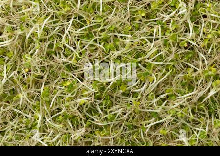 Fresh green Broccoli sprouts close up full frame as background Stock Photo