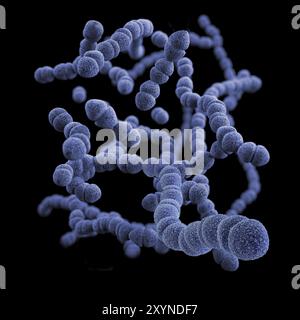 3D illustration of a group of gram-positive, Streptococcus pneumoniae bacteria. This artistic recreation is based upon scanning electron microscopic ( Stock Photo