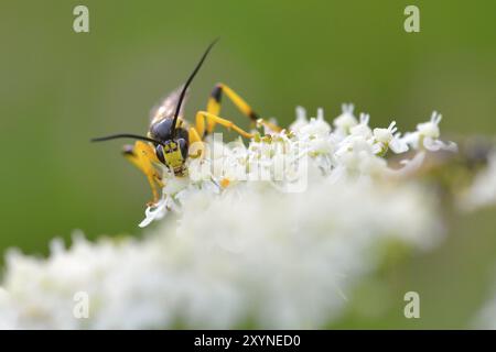 Yellow ichneumon wasp foraging. Ichneumonidae on a flower Stock Photo