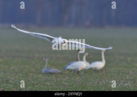 Mute Swan in flight and whooper swans in a meadow Stock Photo