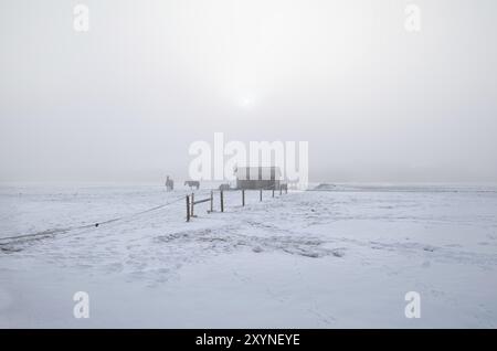 Horses on winter snowy pasture in misty morning, Holland Stock Photo