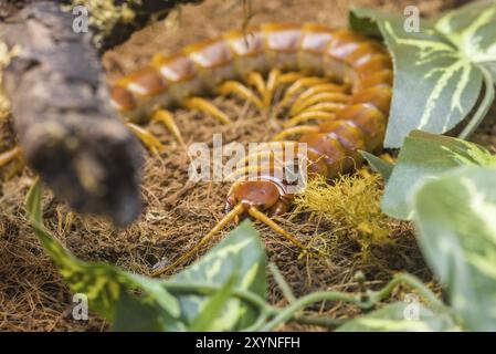 Scolopendra gigantea, arthropod from the family of the Centipeds, living in Brazil Stock Photo