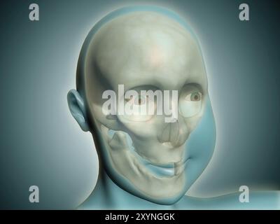 Close-up view of human skull with x-ray body Stock Photo