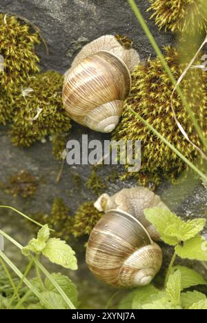 Vineyard snail in the Alps, Helix pomatia, Edible snail, Burgundy snail, on a meadow.garden snail Stock Photo