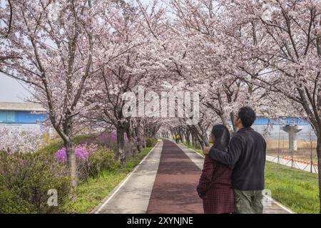 Spring pink cherry blossom tree and walk path in Busan, South Korea with love couple Stock Photo