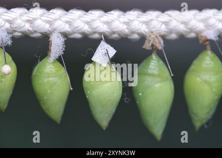 Cocoons suspended from a rope. They are kept here until they hatch. This is how the different species of butterflies are bred Stock Photo