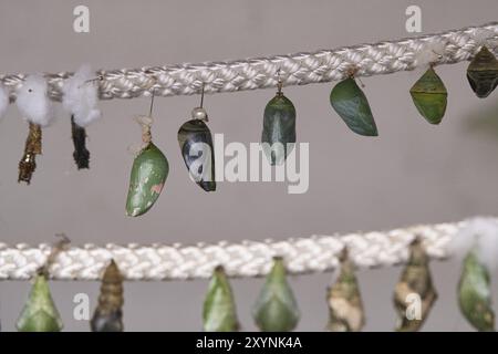 Cocoons suspended from a rope. They are kept here until they hatch. This is how the different species of butterflies are bred Stock Photo