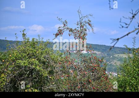 30 August 2024, Baden-Württemberg, Weinstadt: Apples hang on apple trees in a meadow orchard in the Rems Valley, with vineyards in the background. Many farmers are complaining about a poor apple harvest this year. After the recent hot temperatures, there is now a threat of thunderstorms and showers. Photo: Jan-Philipp Strobel/dpa Stock Photo