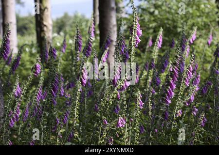 Red foxglove at the edge of the forest Stock Photo