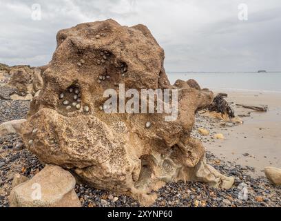 Limpets on a large rock at low water solent tide on sandy beach with fort in background Stock Photo