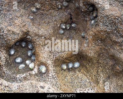 a marine close up full frame mollusc limpet shells on rough rock surface at coastal low sea water tidal tide Stock Photo