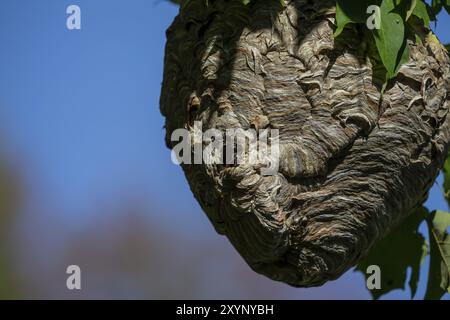 Nest on a tree in the park. Species of wasp also knows as bald-faced aerial yellowjacket, bald-faced wasp, bald hornet, white-faced hornet etc Stock Photo