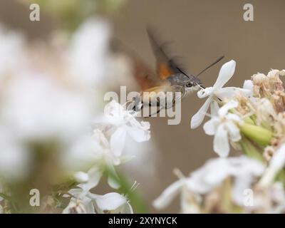 A dove tail drinks nectar from a flower Stock Photo
