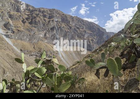 Panoramic view of the Colca Canyon in Peru Stock Photo