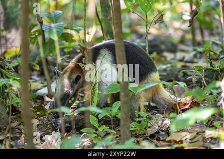 Northern tamandua (Tamandua mexicana), adult, foraging in the rainforest, Corcovado National Park, Osa, Puntarena Province, Costa Rica, Central Americ Stock Photo