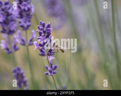 A male Common hoverfly sitting on a lavender flower Stock Photo