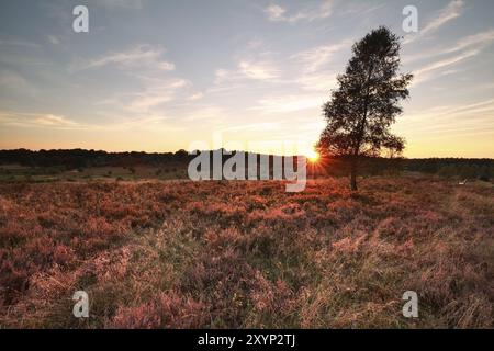 Purple sunset over heather hills and birch tree Stock Photo