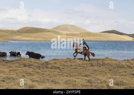 Lake Tulpar, Kyrgyzstan, October 07, 2014: Photograph of yak shepherds on horses, Asia Stock Photo