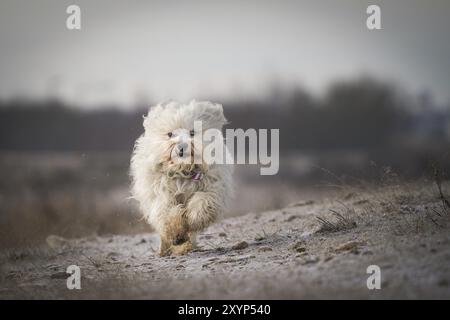 A dog runs quickly towards the camera across a meadow covered in frost Stock Photo