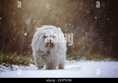 Small white Havanese runs through the snow during snowfall and looks slightly past the photographer Stock Photo