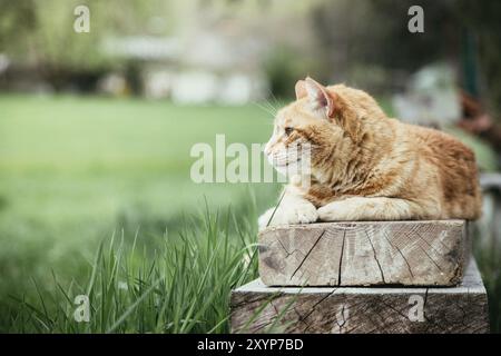 Red tabby cat is lying on a wooden board outdoors Stock Photo