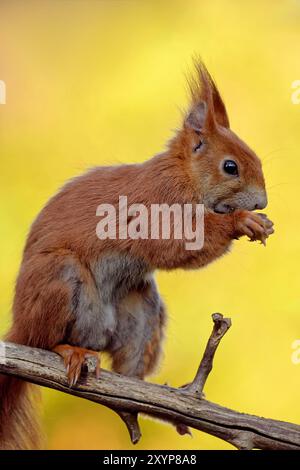 Eurasian squirrel eats bird food Stock Photo