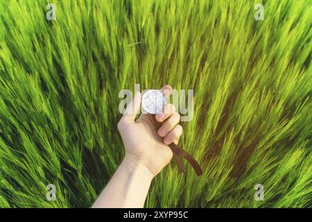 Finding a direction in nature on a wheat field. A man's hand holds a compass Stock Photo