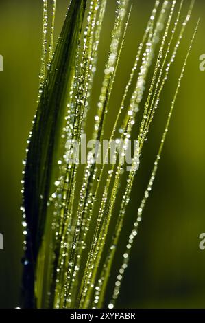 Awns with water droplets Stock Photo