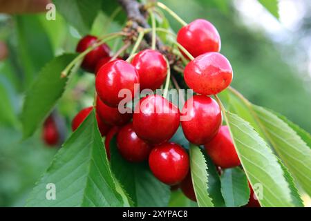 Red cherries Stock Photo