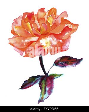 Watercolor drawing of vibrant rose flower on a white background, hand painted in a loose style. Decorative element for a greeting card or wedding invi Stock Photo